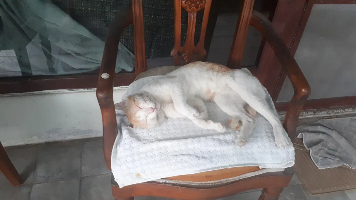 晨间启动困难，睡眠与精力中的日常调整场景