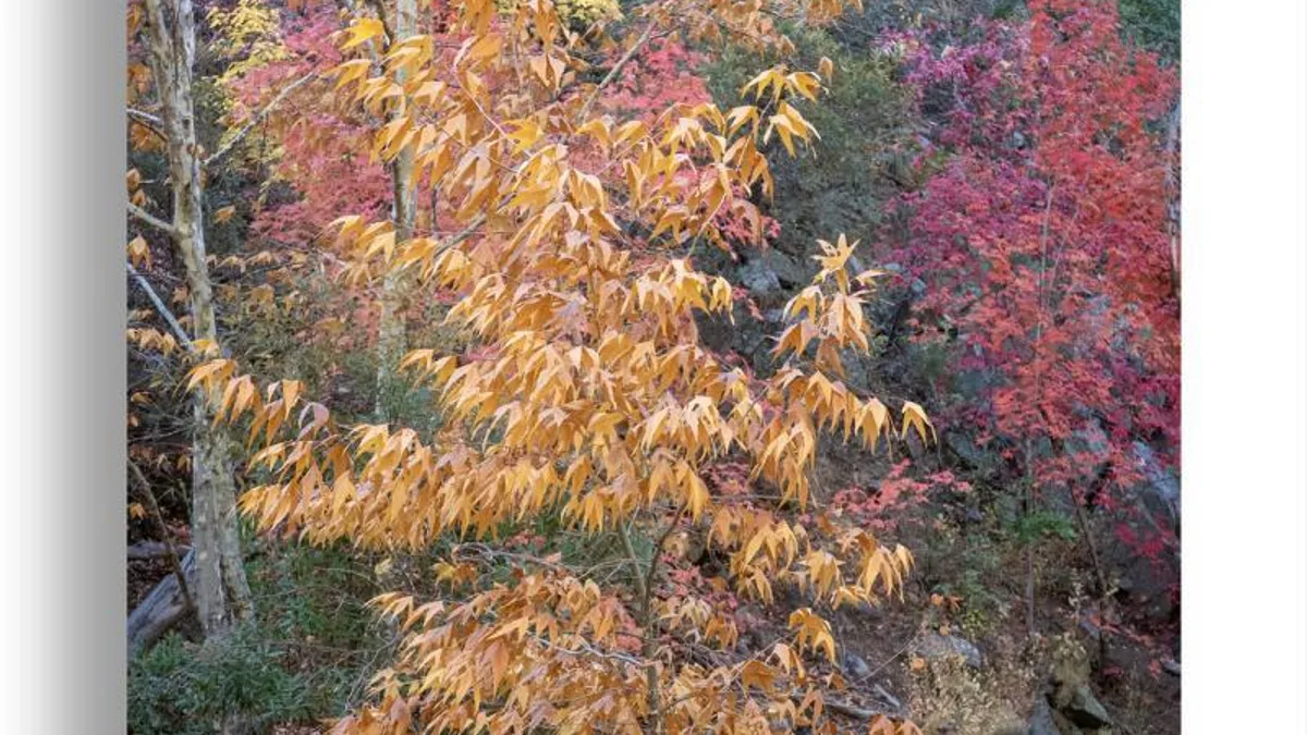 职场动荡心慌？三步建立内心可控锚点相关心理健康场景